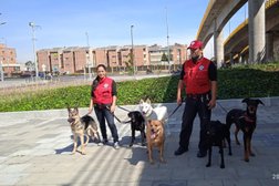 PASEANDO CANINOS Dog Service